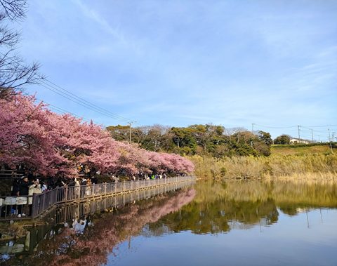 池に映る桜