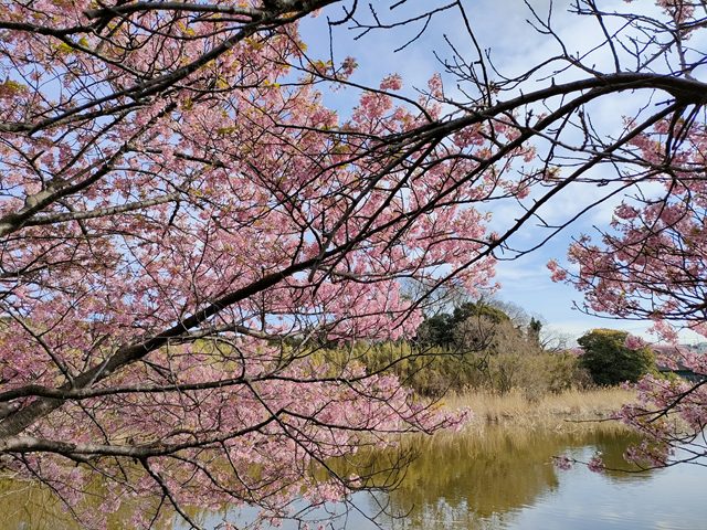 三浦海岸河津桜